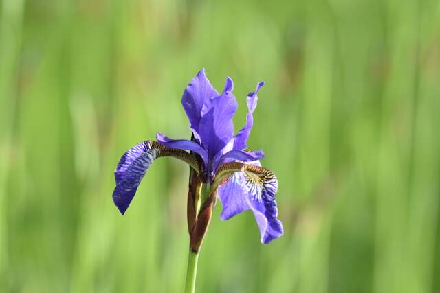 iris versicolors pexels 2